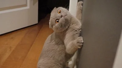 Ці фото доводять, що коти милі, але іноді дуже дивні