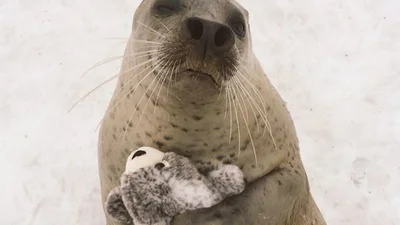 Кумедний тюлень обіймається зі своєю іграшковою копією