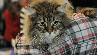 "Містер Мур": в Києві обрали найкрасивішого кота України