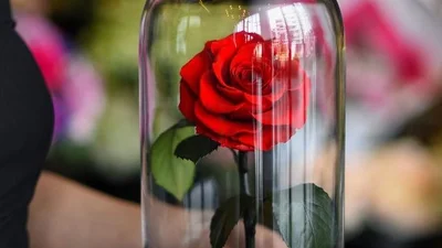 У продажі з'явилась казкова троянда, що не в'яне три роки
