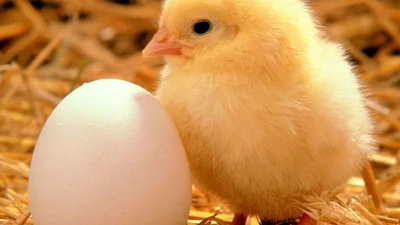 Неймовірно: у Британії курка знесла коштовне яйце з діамантом