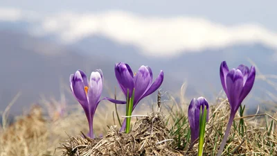 У Карпатах зацвіла рідкісна квітка, яка сповіщає про весну