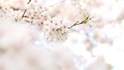 Ці красиві фото створять вам весняний настрій