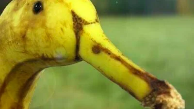 18 дивних фото, на які хочеться глянути двічі