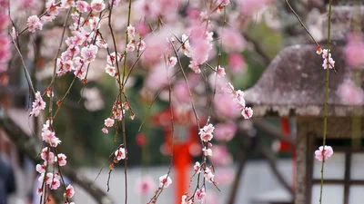 Нарешті розцвіла: 15 фото японської сакури, в які ви закохаєтесь