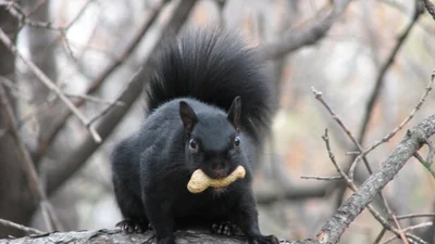 Красиві тварини, яких природа пофарбувала у чорний колір