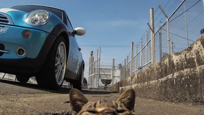Ці розваги вуличних котів - найвеселіше, що ви сьогодні побачите