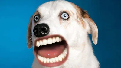 Тварини з людськими ротами - шалено смішний провал фотошоперів