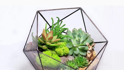 Будь в тренді: кімнатні рослини, які зроблять стильною будь-яку оселю