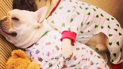 Це так мило: мімішні собаки у піжамах