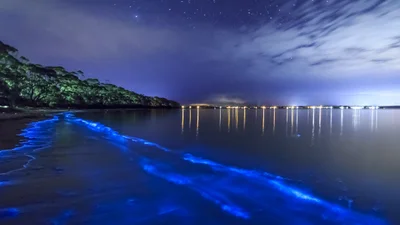 Магічне сяйво: море в Австралії засвітилось блакиттю
