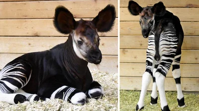 Ці милі малюки рідкісних тварин, викличуть у вас захват