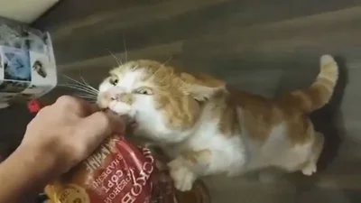 «Боря, віддай булку!»: жадібний кіт з батоном став зіркою інтернету