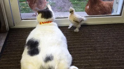 Кіт-грубас тусується з курочками і показує їм своє котяче достоїнство