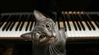 Нова зірка Інстаграму: котик, який не може жити без музики