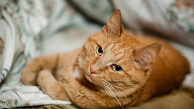 Львівський музей заявив про вільну вакансію рудого кота