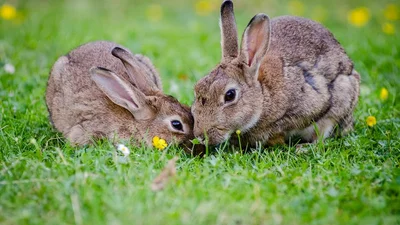 Ці милі великодні кролики налаштують вас на святковий настрій