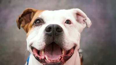 Дивовижні портрети собак, які зігріють твоє холодне серце