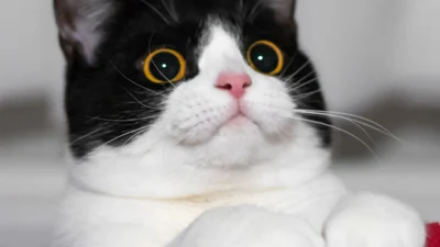 Це любов: неймовірно емоційний котик, в якого ви закохаєтесь