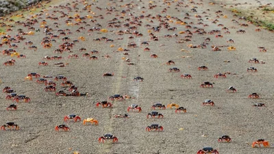 Мільйони крабів заполонили дороги і пляжі на Кубі