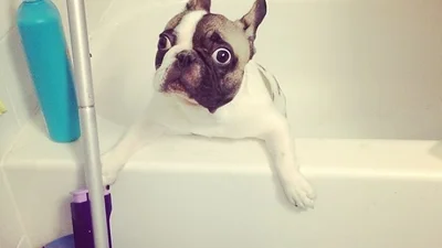 25 моментів, коли домашні улюбленці були не в захваті від купання