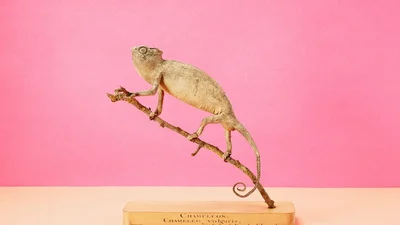 Sony World Photography Awards 2017: фото, які зачаровуюють