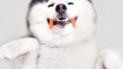 Собака-посміхака: цей хаскі - найщасливіша тварина, яку ви бачили