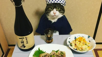 Котик-кухар: дивний Інстаграм, який ви мусите побачити