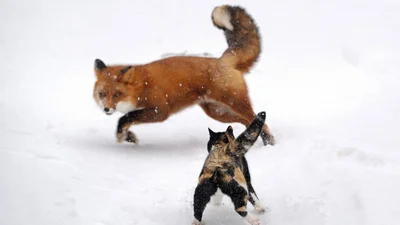 Чарівні фото дикої природи, від яких важко відірвати погляд