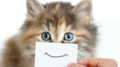 15 веселих малюнків, які показують усе наше життя в котиках