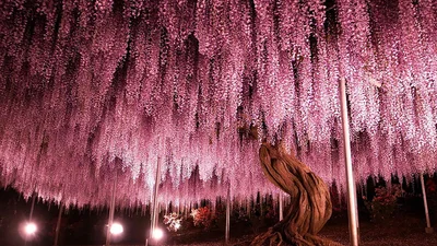 В Японії зацвіла гліцинія і це найпрекрасніше, що ви бачили