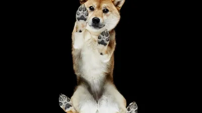 Ви ще не бачили песиків з такого незвичного ракурсу