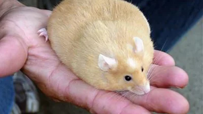 Товсті тварини, які теж пережили Великдень