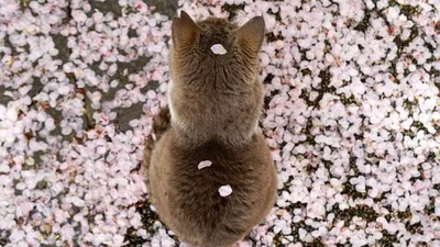 Милуємось: заворожуючі фото весняного цвітіння