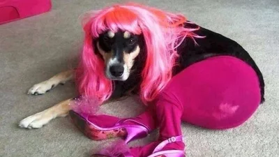 25 смішних доказів, що не варто залишати свого улюбленця на сторонніх людей