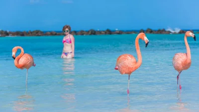 Зробити фото з фламінго: нова розвага на Карибах