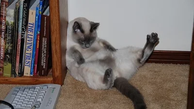 Найкращі у світі фото домашніх улюбленців показали на Comedy Pet Photography Awards