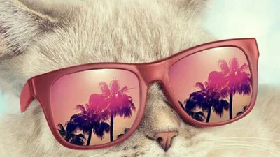 Ці котики вже насолоджуються літом і радять брати з них приклад