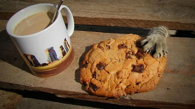 10 випадків, коли коти були геніальними злодіями