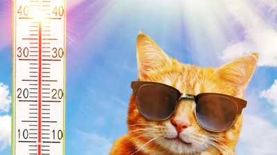 Чудернацькі способи, якими можна врятуватись від спеки