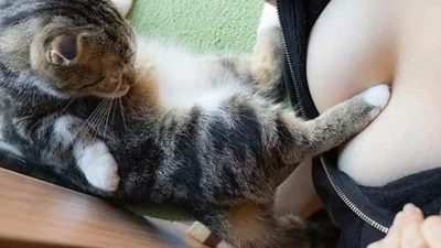 Ідеальне поєднання: японець фотографує котиків та жіночі груди
