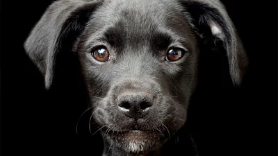 До мурашок: найкращі фото цуциків 2017 року