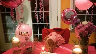 Як мило: господарі відсвяткували 15-річчя киці грандіозною вечіркою