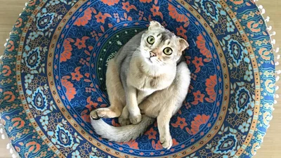 Цей дивний кіт взагалі не розуміє, як мають сидіти котики