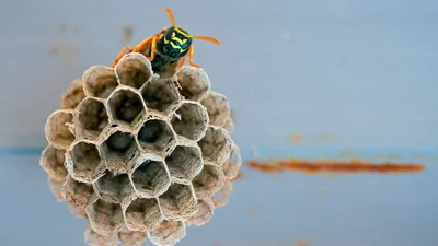 Ви не повірите: жінки носять осині гнізда у вагінах (18+)