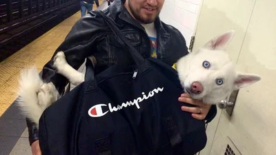 Викрутилися: смішна історія про те, як нью-йоркці возять собак у метро