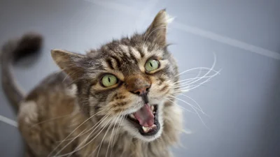 В інтернеті з'явився сайт, який мурчить та може замінити вам котика