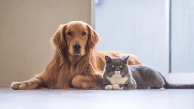 Нарешті визначили, хто кращий: кішка чи собака