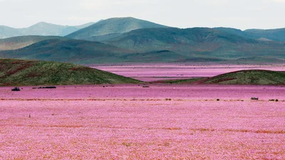 Уникальное явление: зацвела самая сухая пустыня мира