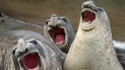 Найсмішніші фото тварин показали на конкурсі Comedy Wildlife Photography Awards 2017